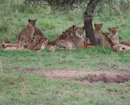 Kili Marathon & Essence of Tanzania