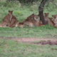Kili Marathon & Essence of Tanzania
