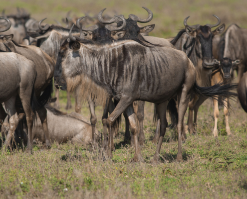 Kili Marathon & Private Serengeti Safari