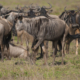 Kili Marathon & Private Serengeti Safari